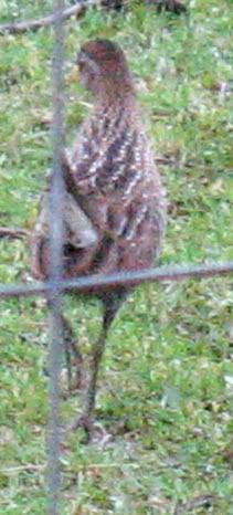 Bird Identification Help - Homesteading Questions