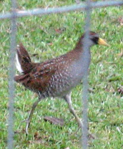 Bird Identification Help - Homesteading Questions