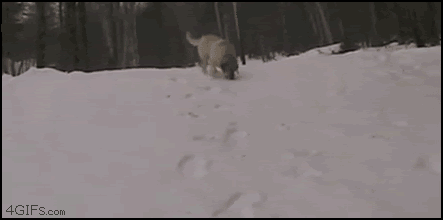 Dogs_snow_body_sledding-1.gif