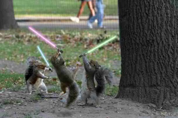 All Graphics » squrels with light sabers. Lightsaber_squirrels. squirrels
