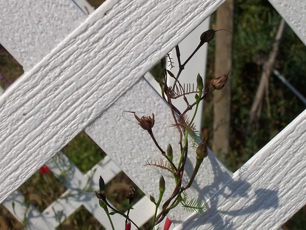 butterfly plant - Gardening & Plant Propagation