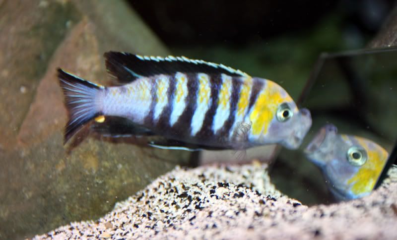 Cynotilapia Afra Cobue