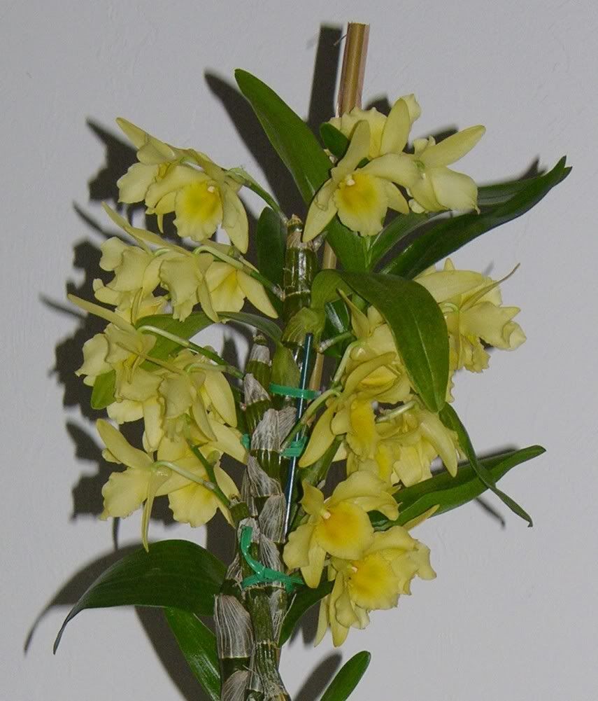 Dendrobium Yellow Song Canary photo den2.jpg