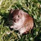 rodent,cute,little,nature,animal,pest,mouse,grass