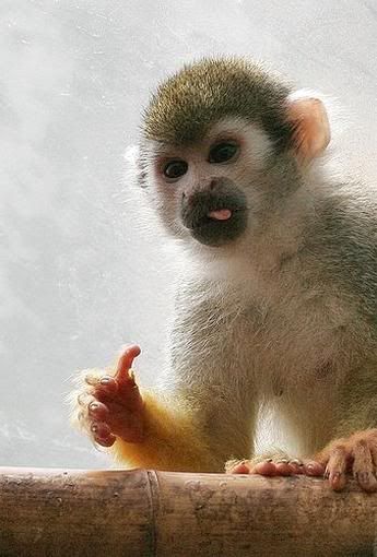 funny-monkey-sticks-out-tongue-and-gives-the-thumbs-up.jpg