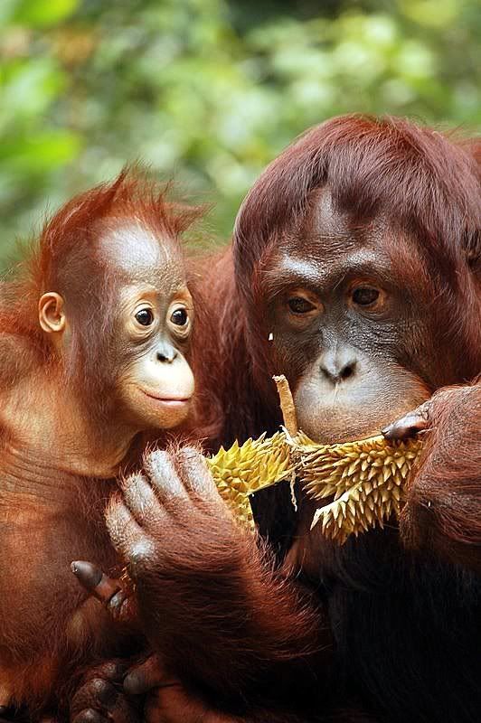 Orang Utan Pictures, Images and Photos