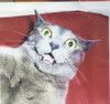 shocked.jpg Cat with a shocked look image by godsgrace73