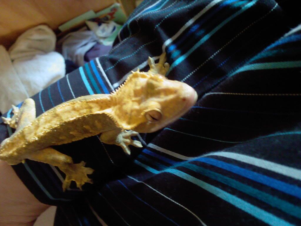 Adult Crested Gecko Male Sad sale Glasgow Reptile Forums