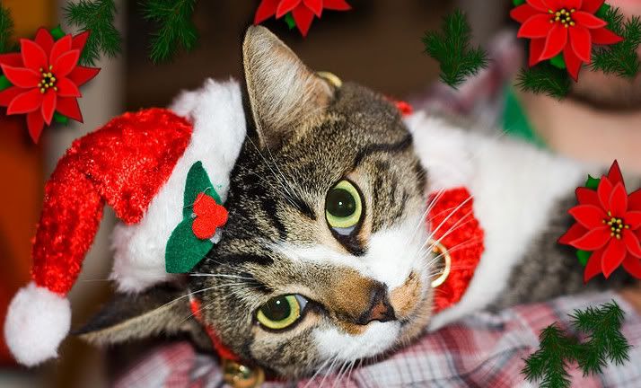 800px-Christmas_cat.jpg