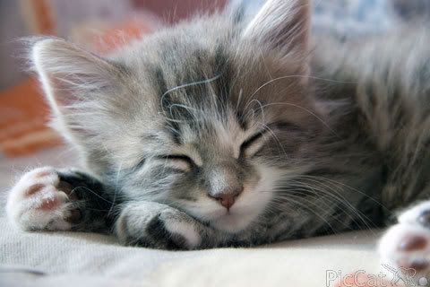 sleeping-kitty.jpg