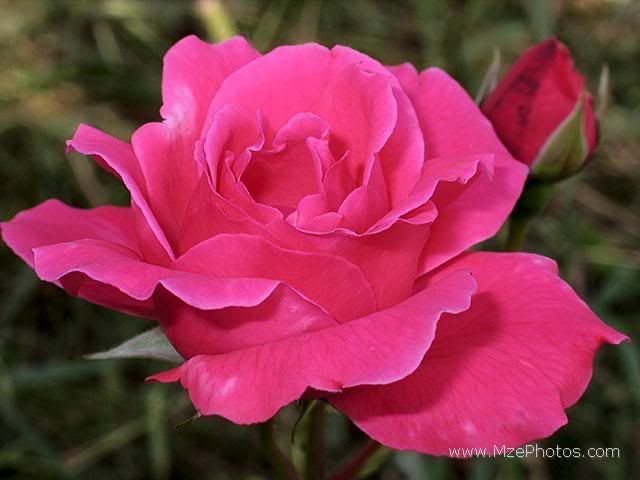 deep-pink-rose-with-bud.jpg