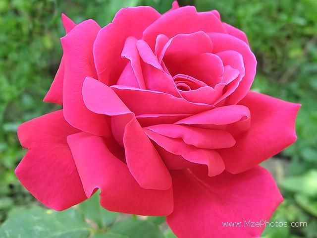 deep-pink-rose.jpg