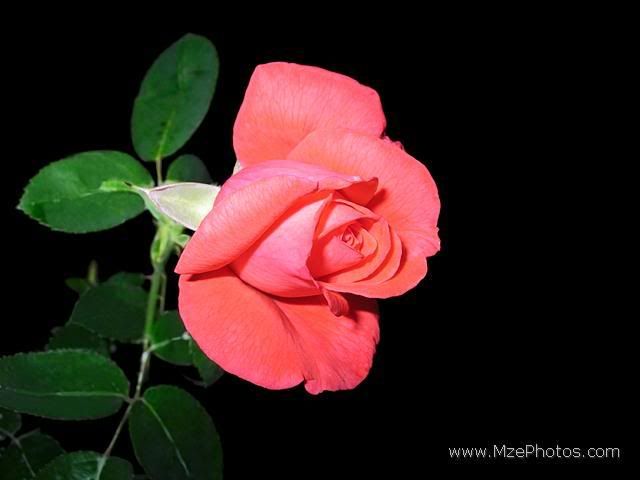 light-red-rose.jpg