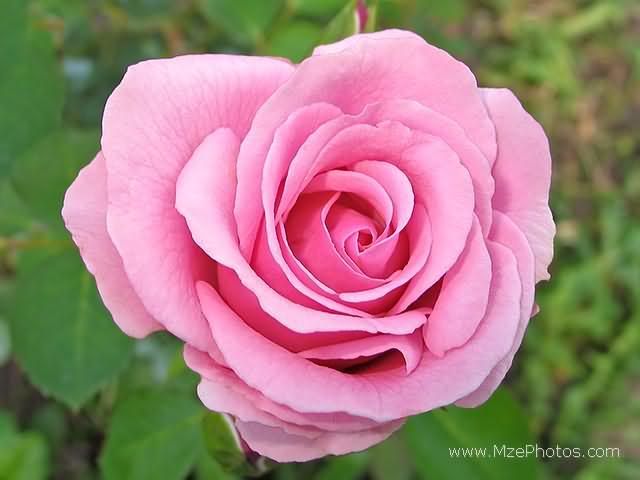 pink-rose.jpg