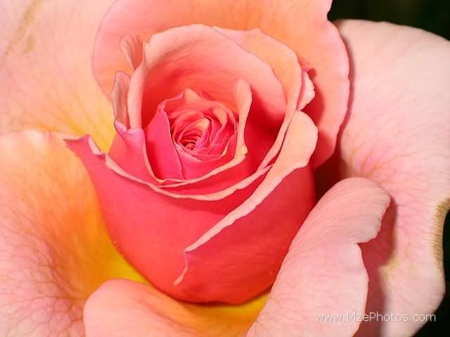 pink-with-yellow-rose.jpg