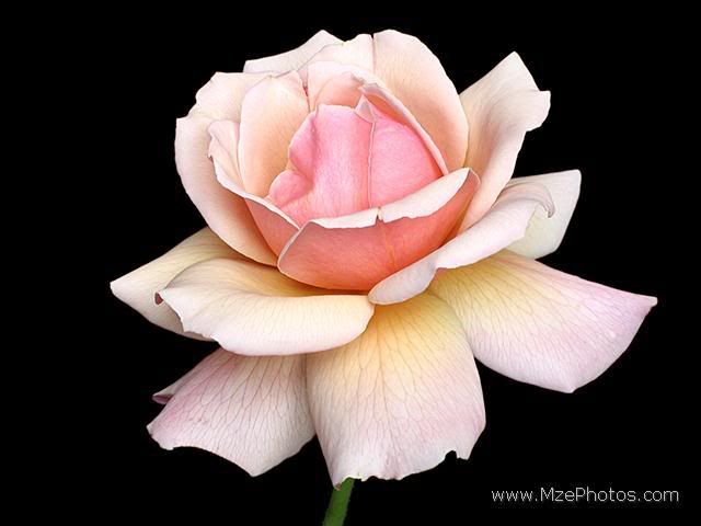 pinkish-white-rose.jpg