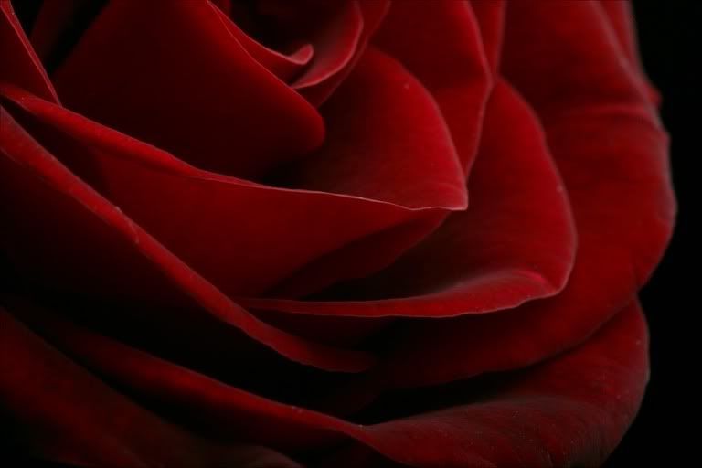red-rose-lilah.jpg