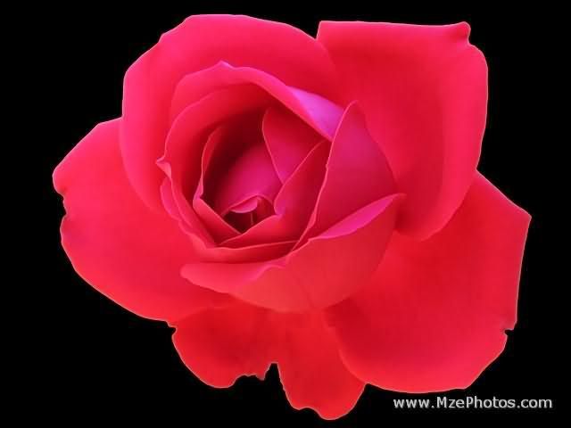 red-rose-on-black.jpg