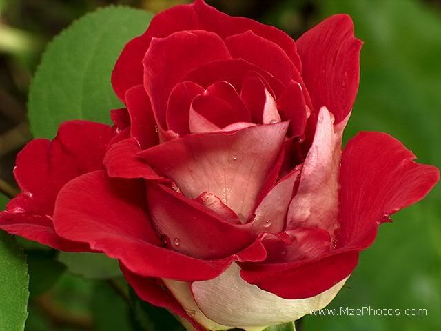 red-rose-with-white.jpg