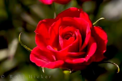 red-rose_11078.jpg