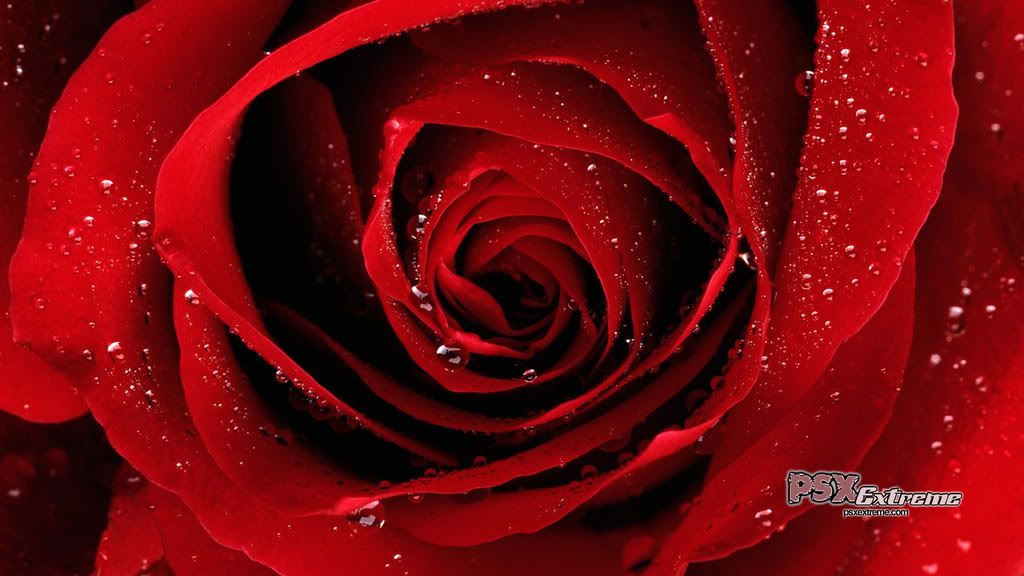 red_rose_01.jpg