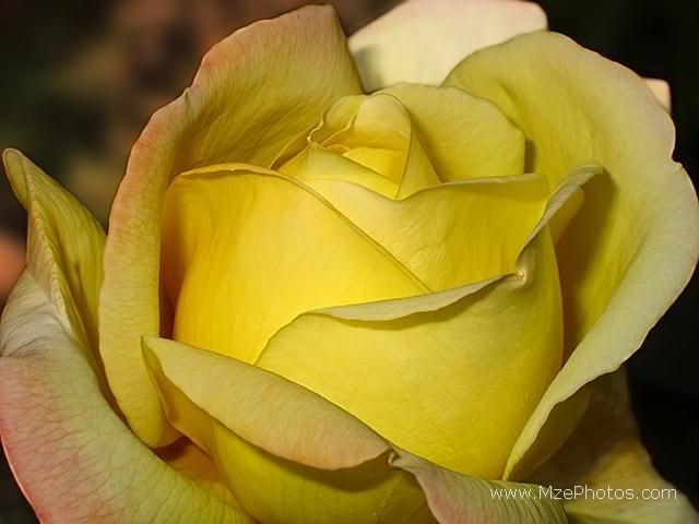 rose-yellow.jpg