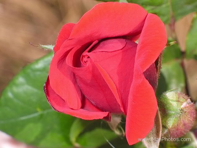 scarlet-rose-bud.jpg