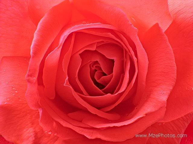 scarlet-rose-open.jpg