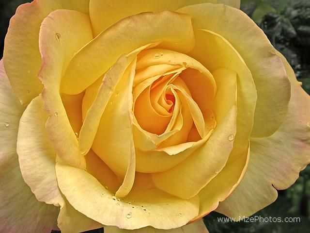 yellow-rose-after-rain.jpg