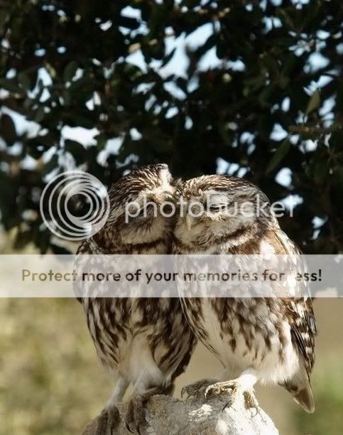 owls photo: owls owls.jpg