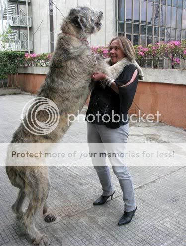 Fotos do Maior Cachorro do Mundo: wolfhound irlandês