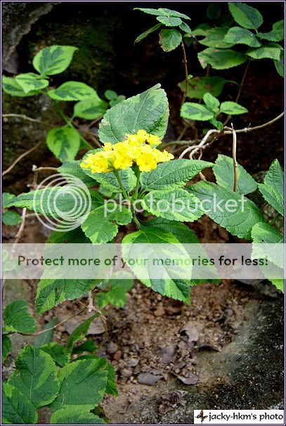 看到一些纯色花的马缨丹,是纯浅紫色或纯黄色的,纯黄色的一种的叶子是