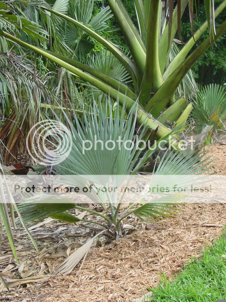 Copernicia cowellii - DISCUSSING PALM TREES WORLDWIDE - PalmTalk