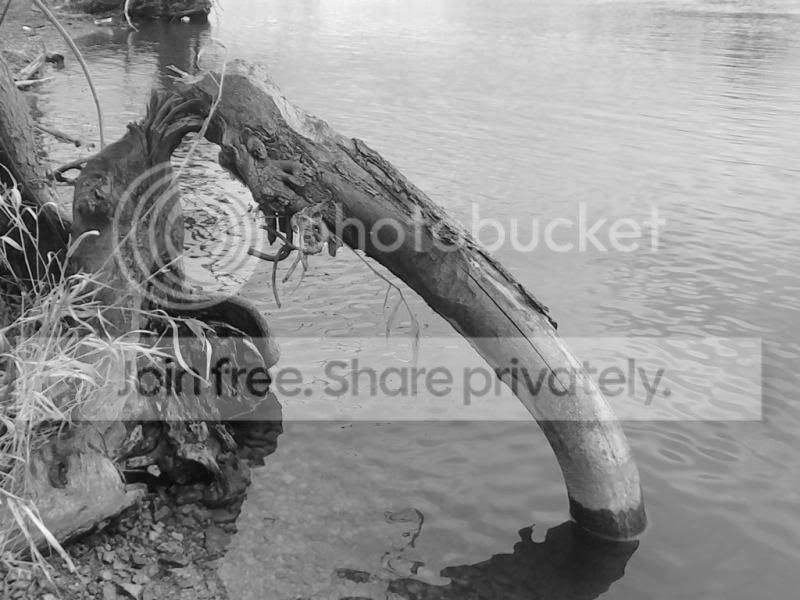bwstumpriver.jpg